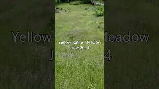 Yellow Rattle Meadow - June 2024