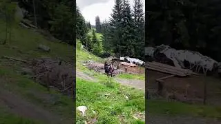 MTB Crash of the year! 😂 