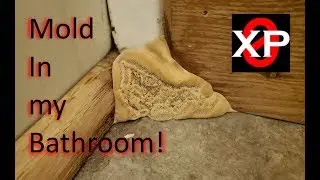 Mistakes of Mold Removal.