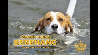 Melatih anjing Berenang dengan benar dan aman.