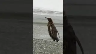 This king penguin chick took to the water prematurely and is probably going to have a rough night
