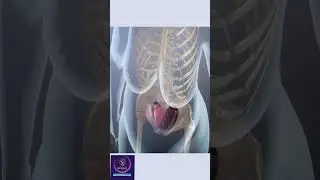 Pregnant Women Anatomy 