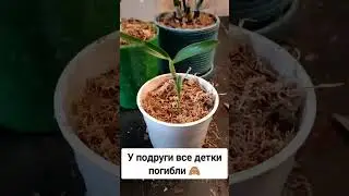 дендробиум, и мои мучения с ним 🙈