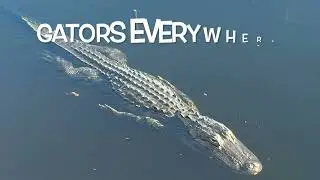 Beekeeping:  A bee break to Airboat the Everglades!