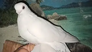 моя беленькая лысенькая птичка!!!!!!