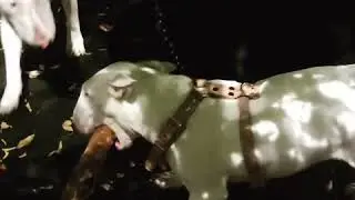 Кане Корсо vs бультерьер.