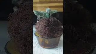 💕💕 Chá de Cabelo de Milho e seus Benefícios - Considere isto 💕💕