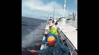 Ton balığı 