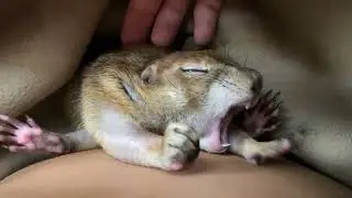 The biggest Prairie Dog sploot yawn! 🥱❤️
