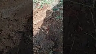 в итоге только 10 копеек 1928 г #metaldetecting #bestmoments #коп #