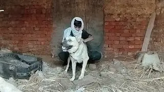 Boy and Dog 🐶 Best Friendship Ever | Village Life Moments