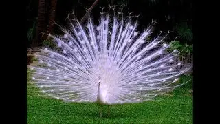 Peacock Amazing Facts 2022