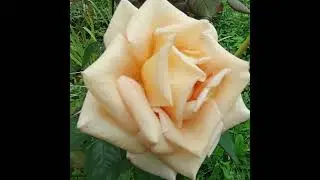 Последние дни уходящего лета 🌺🌼