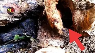 dry wood that doesn't sell well, the contents are really surprising