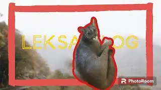 ‼️Лекса и домашние гаджеты, теперь это наше развлечение‼️