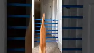кот