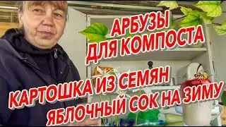 Арбузы для компоста Картошка из семян Яблочный сок на зиму