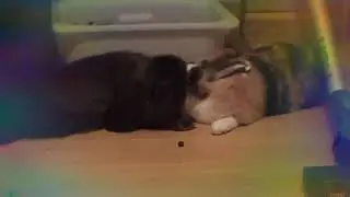 Bunnies love kisses and hugs