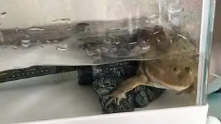 Metal Dancing Budgett Frog