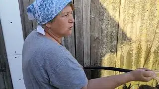 Живём в станице на Кубани. Больница. Пикирую растишки.