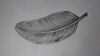 How to Draw a banana leaf with pencil step by step