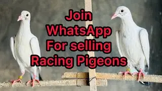 Join WhatsApp group for selling Racing Pigeons | Racer pigeon for sale