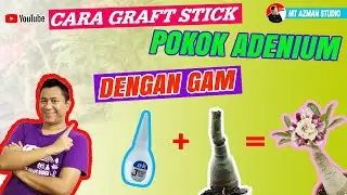 CARA GRAFT STICK POKOK ADENIUM DENGAN GAM