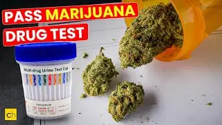 How to pass CBD/Marijuana/THC drug test? - Credihealth