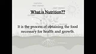 Nutrition in Plants