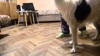 Как мальчики писают?