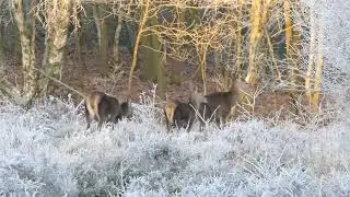 Free Animal Stock Video Footage