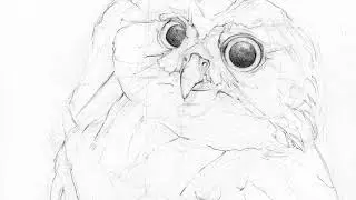 DIBUJO CONSTRUCTIVO/ STRIGIDAE - КОНСТРУКТИВНЫЙ РИСУНОК/ СОВООБРАЗНЫЕ