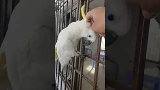 @AzaanMiniZoo #shahgee47 #birds #bird #wildlife #zoo #shorts #short #reels
