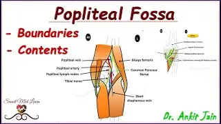 Popliteal fossa / Anatomy / Simplified /  - Boundaries and Contents /Animated