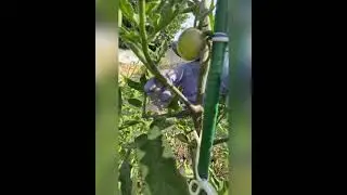 Что такое пасынки и как правильно их удалять🍅Пасынкование томатов