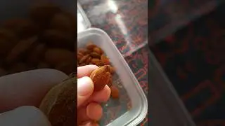 Eating Pistachio Nuts ASMR 