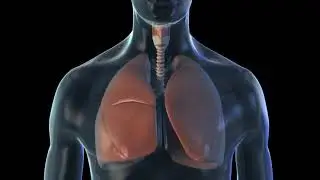 Animation of lungs