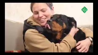 Передача о ротвейлерах на канале Зоо Тв, Бойцовый клуб.