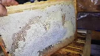 Золотой запас Пчеловода.