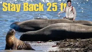 Up Close and Personal with Elephant Seals
