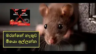මරන්නේ නැතුව මීයො අල්ලන්න