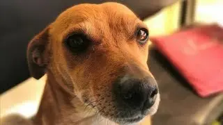 небольшая прогулочка с Люсей 2 серия❤️