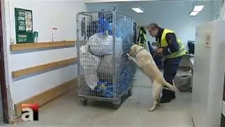 Narkotikasökhunden Hero på Toftanäs Malmö