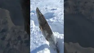 ЩУКА НА ЖЕРЛИЦУ #тайгахмао