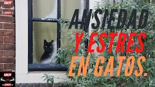 ANSIEDAD Y ESTRES EN GATOS 🐈🐈🐈