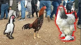 ADANA TAVUK-KUŞ  PAZARI GÖRÜNTÜLER !
