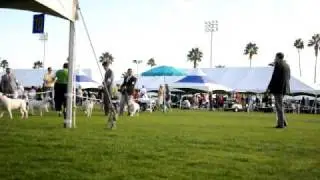BULLS2011 607
