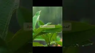 Анносфера - Связь с природой 