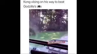 Funny Monkey Drives Car🤣