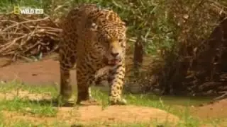 Wild Amazon and Its Incredible Animals -Documental